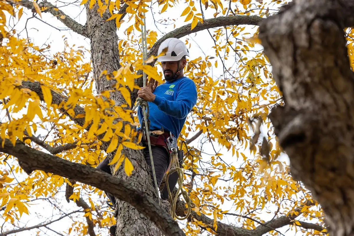 Skilled Tree Transplanting crew working in Stacyville